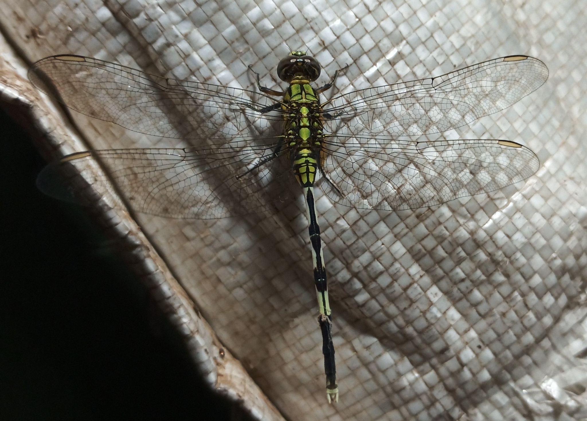 Slender Skimmer