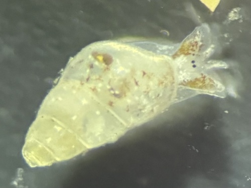 Odostomia observed 2025-06-09