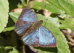 Bebearia carshena