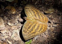 Apectinaria