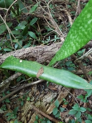 Dracaena hyacinthoides image
