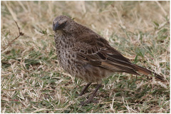 Histurgops ruficauda