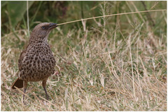 Histurgops ruficauda