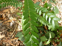 Gleditsia triacanthos