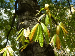 Gleditsia triacanthos