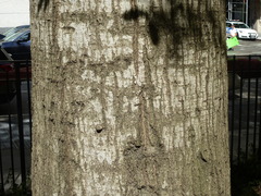 Gleditsia triacanthos