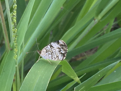 Lepidoptera