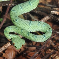 North Philippine Temple Pitviper photo 3