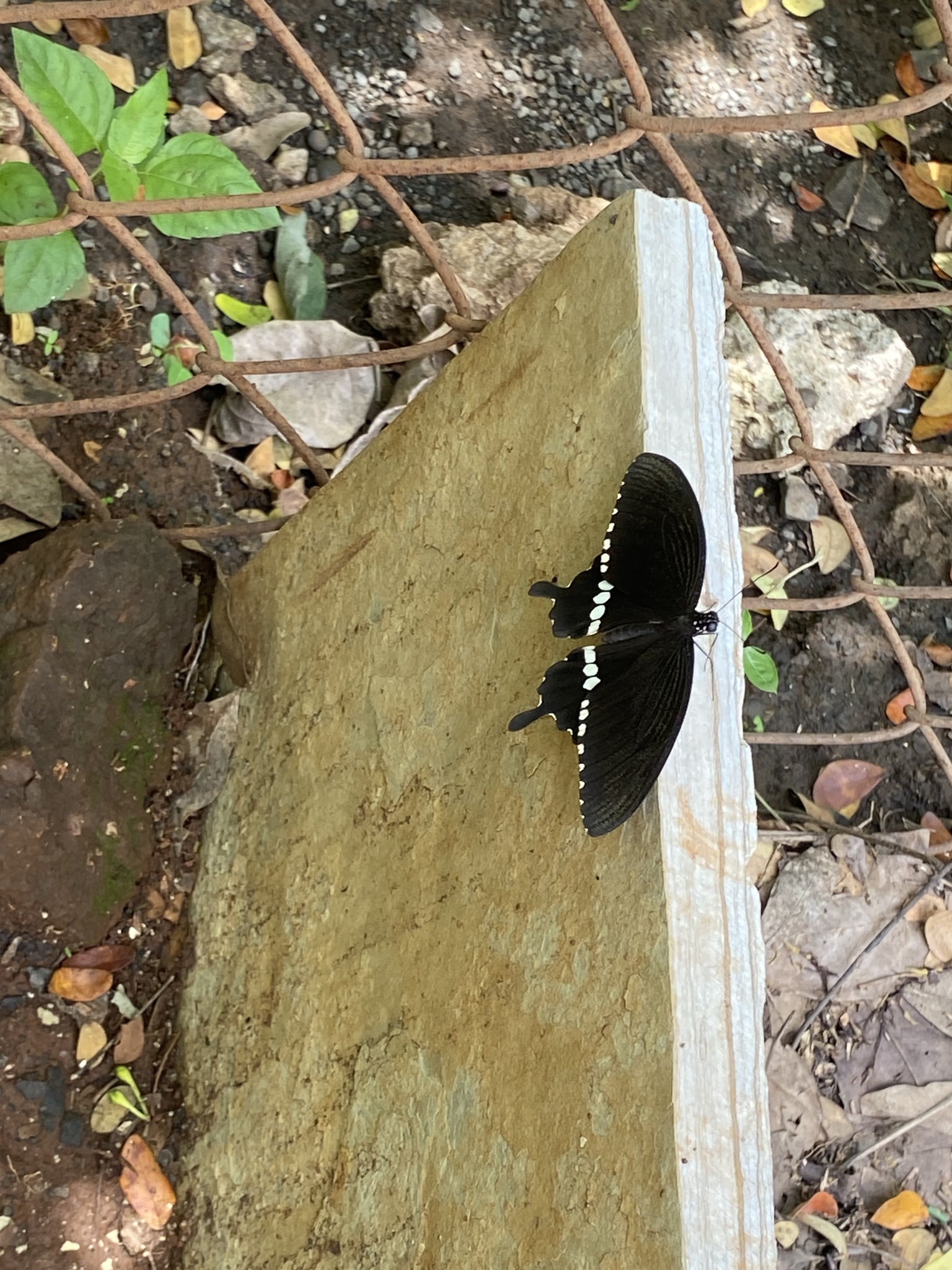 Common Mormon