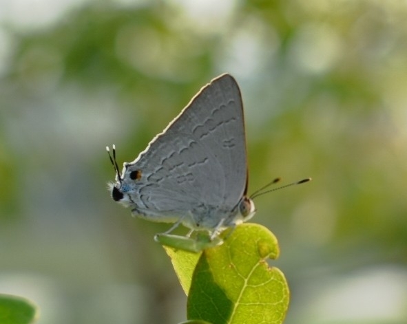 Common Guava Blue