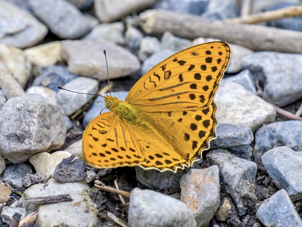 Argynnis zenobia