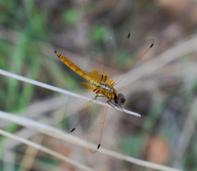 Crimson Marsh Glider