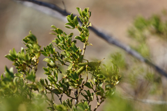 Bootettix argentatus