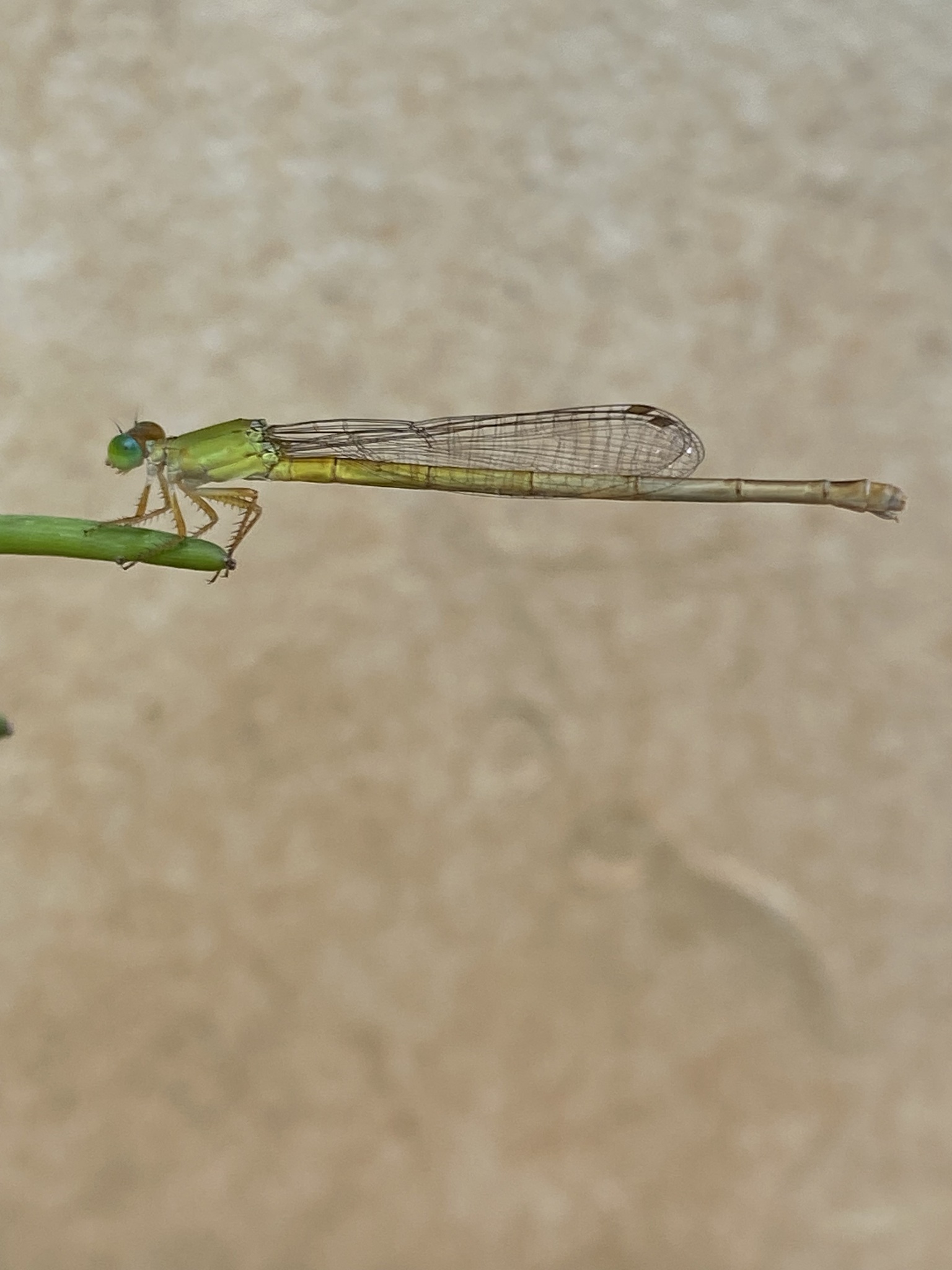 Coromandel Marsh Dart
