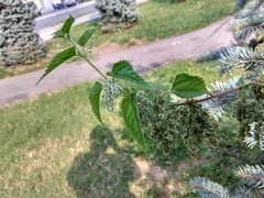 Urtica dioica