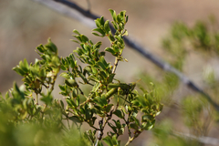 Bootettix argentatus