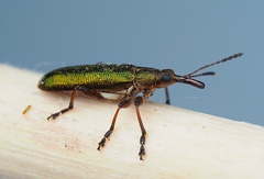 Rhicnobelus metallicus