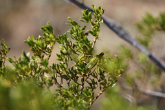 Bootettix argentatus