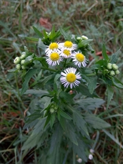 Erigeron annuus