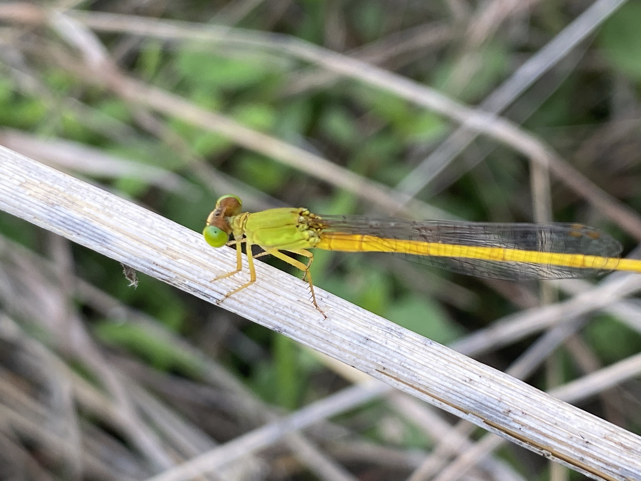 Coromandel Marsh Dart