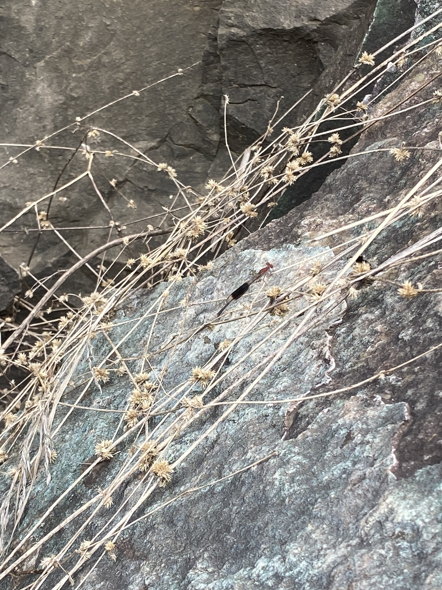 Black-Banded Threadtail
