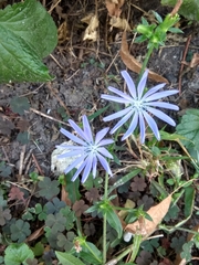 Cichorium intybus
