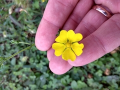 Potentilla