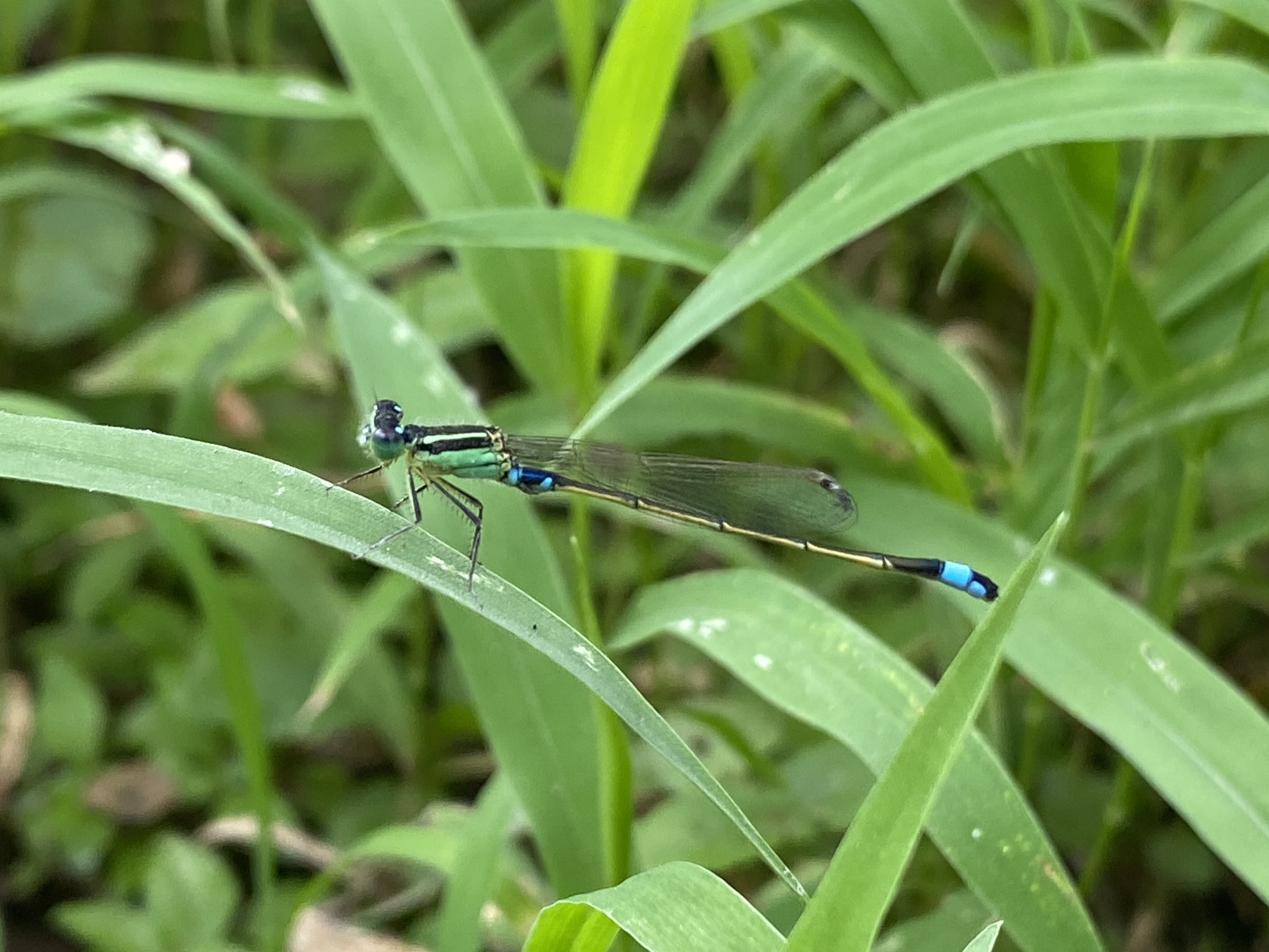 Tropical Bluetail