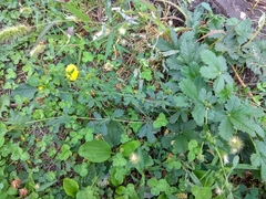 Potentilla