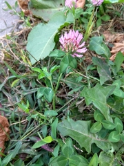 Trifolium pratense