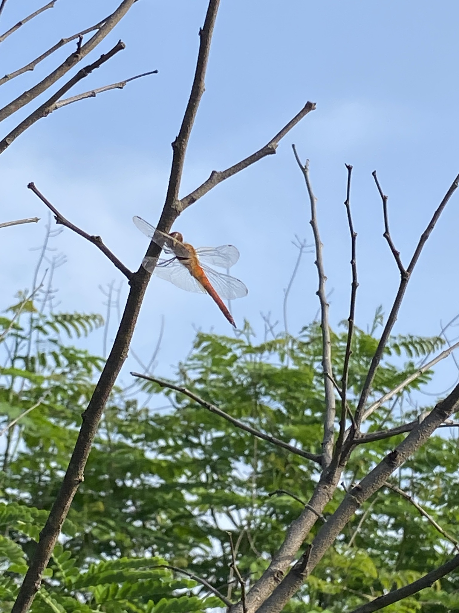 Globe Skimmer