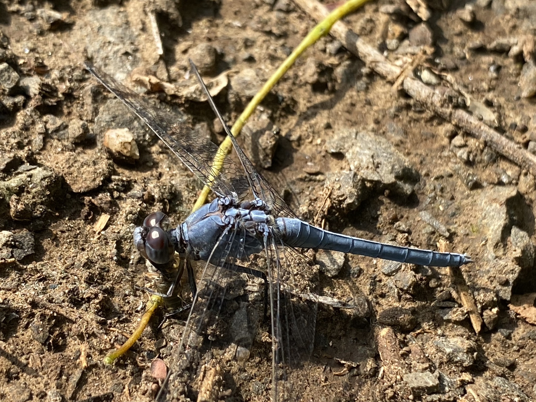 Small Skimmer