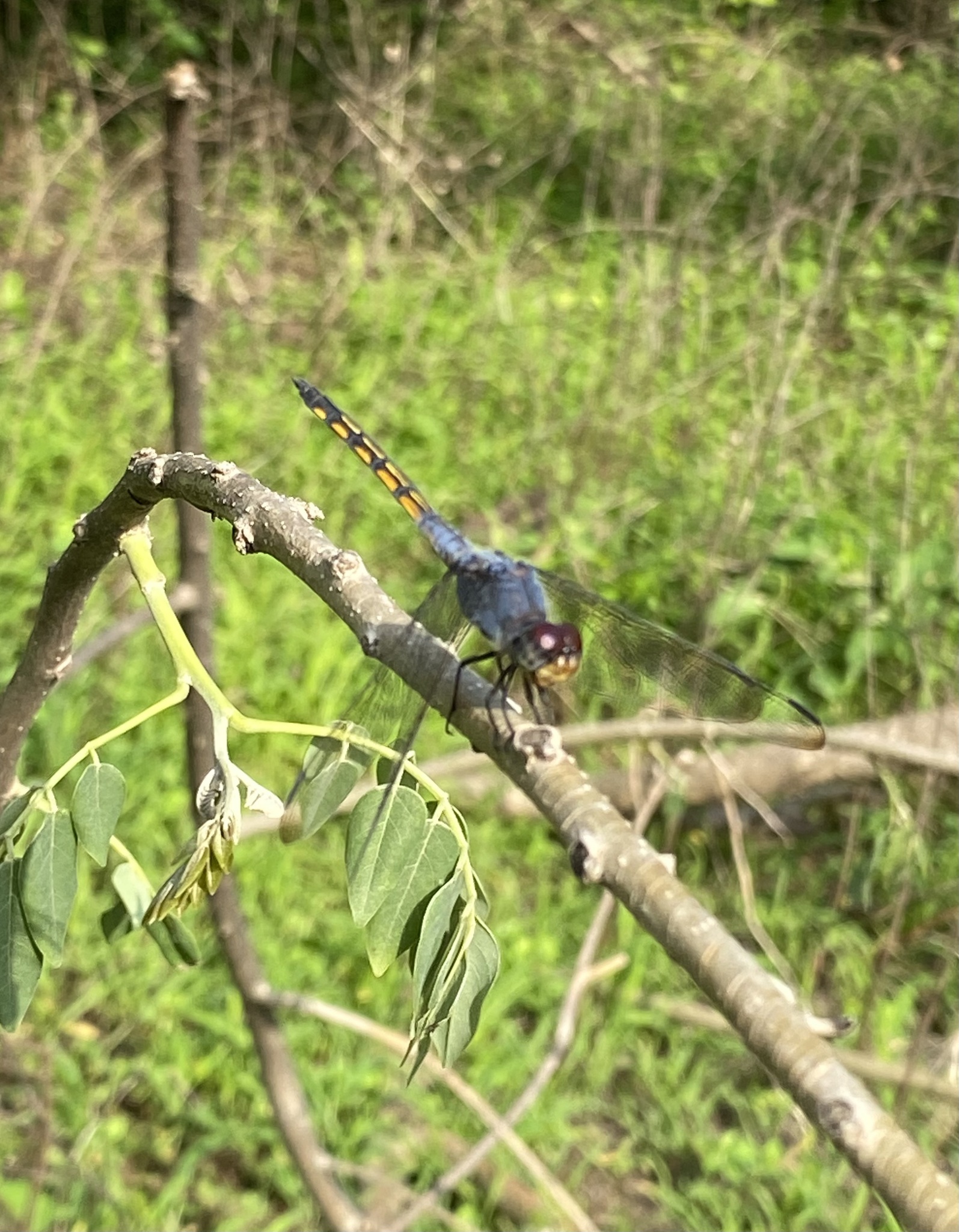 Yellow-Tailed Ashy Skimmer