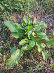 Rumex obtusifolius