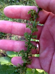 Rumex obtusifolius
