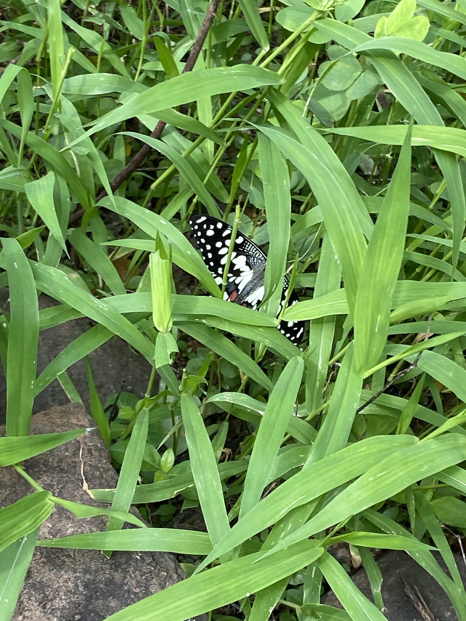 Lime Swallowtail