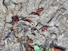 Pyrrhocoris apterus