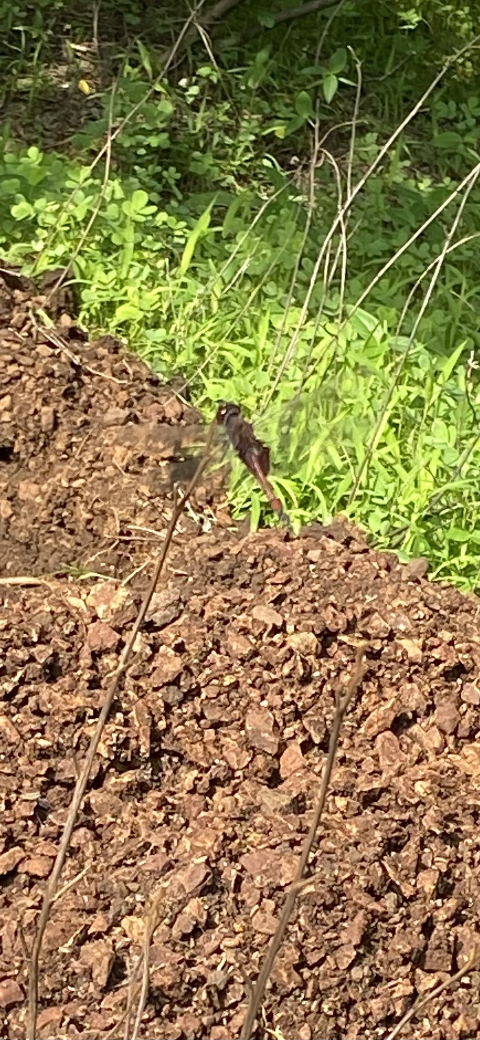 Black Marsh Trotter