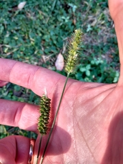 Setaria pumila