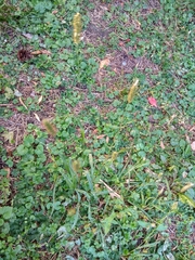 Setaria pumila