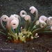 Radianthus doreensis