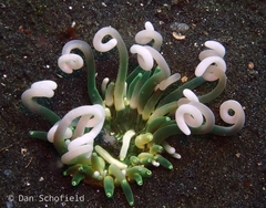 Macrodactyla doreensis