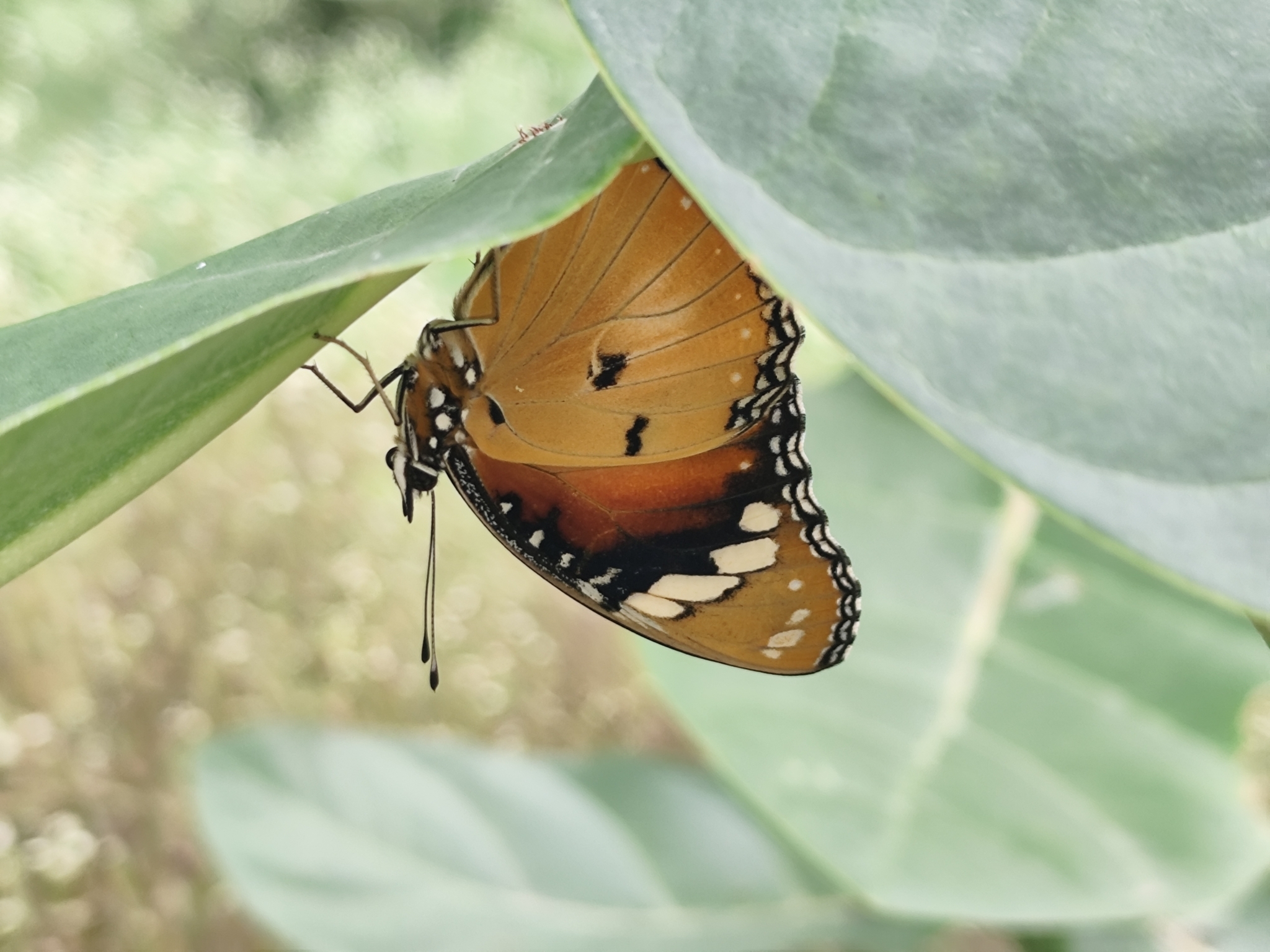 Danaid Eggfly