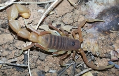 Parabuthus pallidus