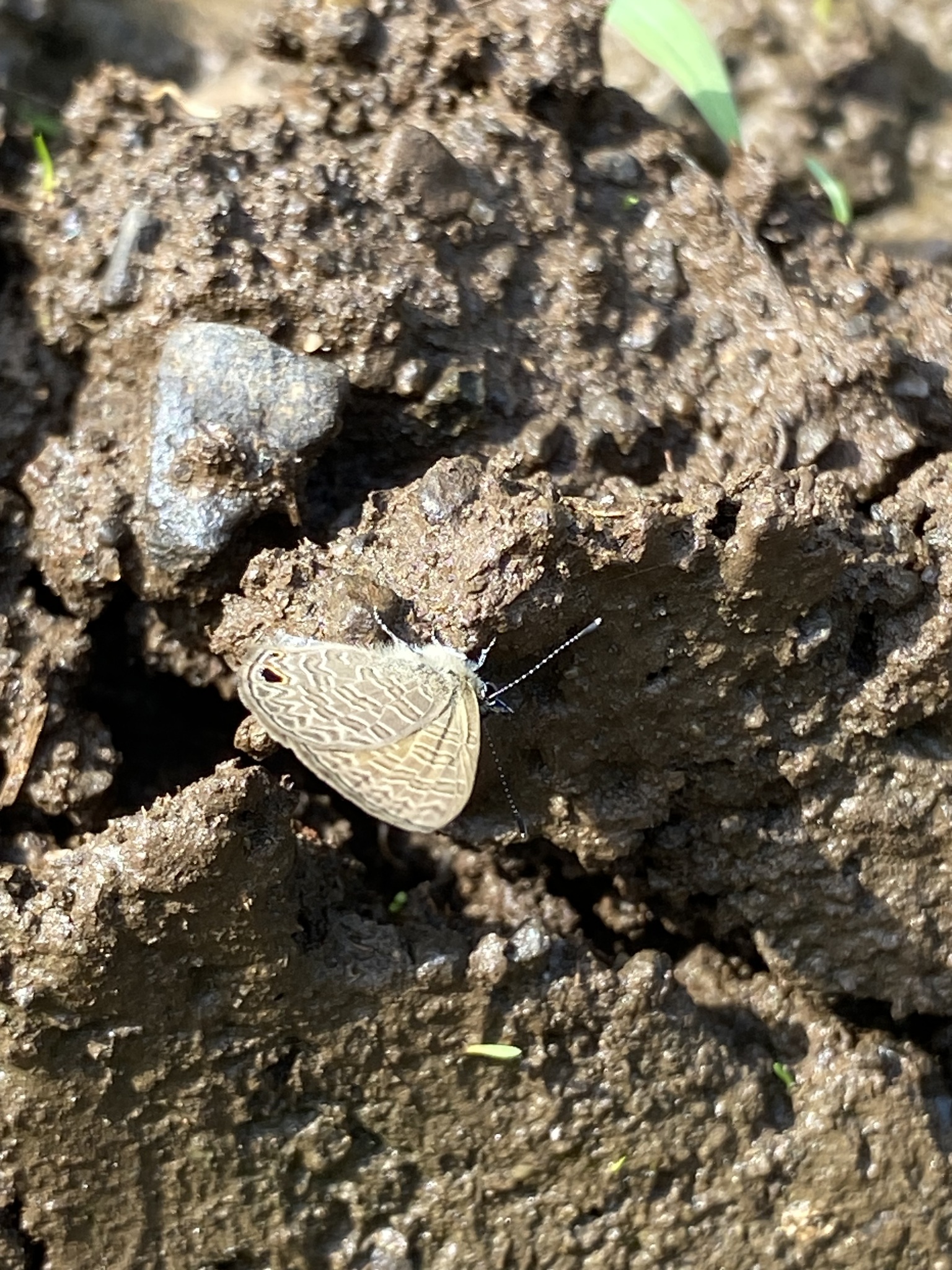 Tailless Lineblue