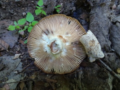 Russula grata