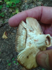 Russula grata