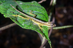 Anolis trachyderma