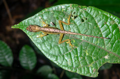 Anolis trachyderma