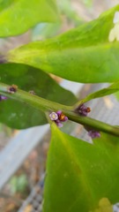 Symplocos cyanocarpa